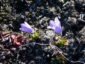 Flowers at Blueberry Lake State Park