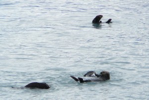 Otters in Valdez harbor