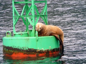 Seal on bouy 9