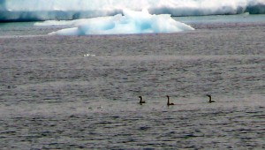 Geese by the glacier ice