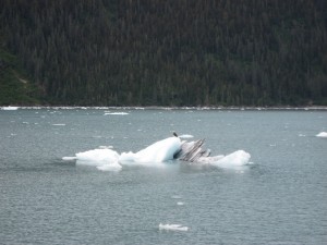 Bald eagle on a floating chunk of Columbia Glacier ice