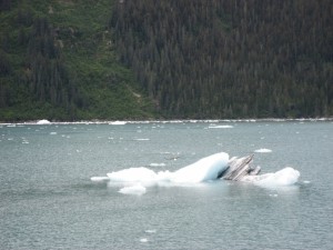 Bald eagle taking off from a floating chunk of Columbia Glacier ice