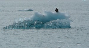 Bald Eagle on Columbia Glacier chunk