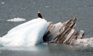 Eagle on a chunk of Meares Glacier ice