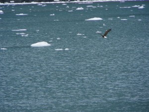 Eagle flying near Meares Glacier