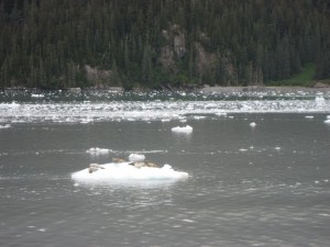 Seals lounging on a chunk of ice from the Meares Glacier