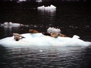 Seals lounging on a chunk of ice from the Meares Glacier