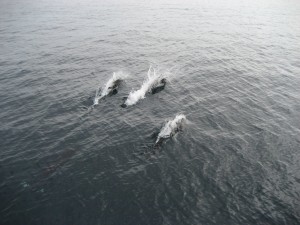 Porpoises accompanying the boat. There were approximately 18 porpoises that swam along with the boat for 5 minutes.