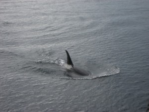 Orca