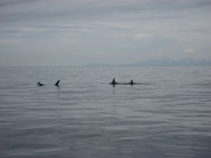 More Orcas