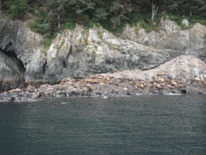 Juvenile and failed male Sea Lions hanging out on the rocks