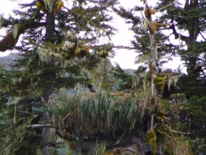 Eagles nest with a young bald eagle