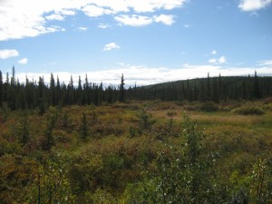 Along the Richardson Hightway, north of Glennallen