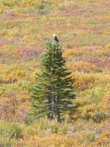 Bald Eagle on a tree near Fielding Lake