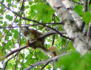 Squirrel