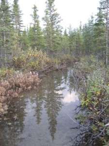 Creek behind the Teklanika Campground