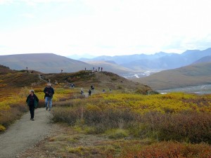 A bus full of people at a viewpoint inside Denali National Park