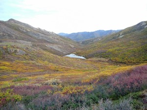 Denali viewpoint