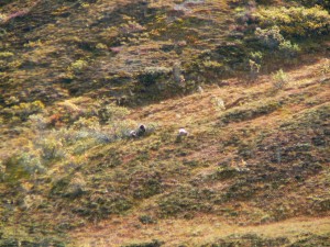 Three grizzly bears in Denali. We saw seven grizzly bears on this bus trip