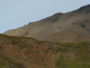 Dahl sheep in Denali National Park