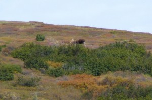 Caribou in Denali National Park