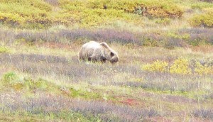 Grizzly bear in Denali National Park