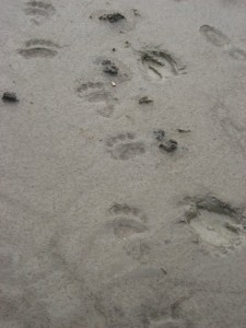 Bear paw prints