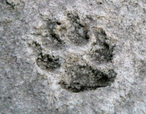 Bear paw print