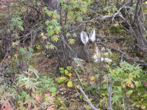 Lots of these Hares were hanging around the Teklanika Campground.