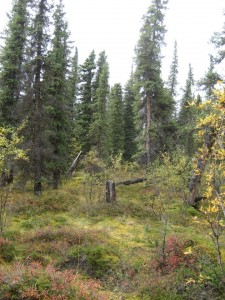 Forest between the Teklanika Campground and the Park Road