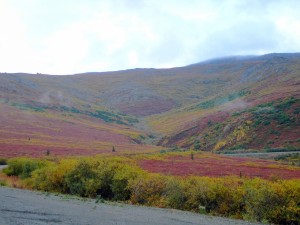 Early morning view as we drive out of Denali on our last day in Alaska 