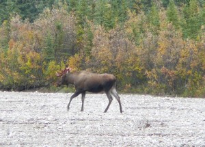On our way out of the park on Sunday morning, we encountered this moose. Saw another moose and a Caribou, also. 