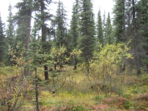 Forest between the Teklanika Campground and the Park Road 