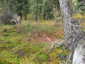 Forest between the Teklanika Campground and the Park Road 