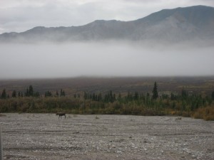 The other moose we saw on our way out of Denali 